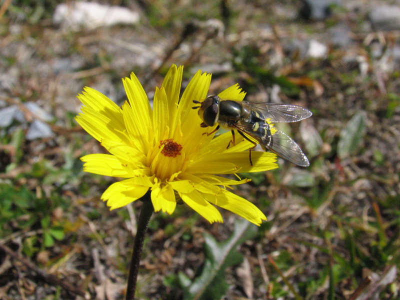 Leontodon hispidus / Dente di leone comune